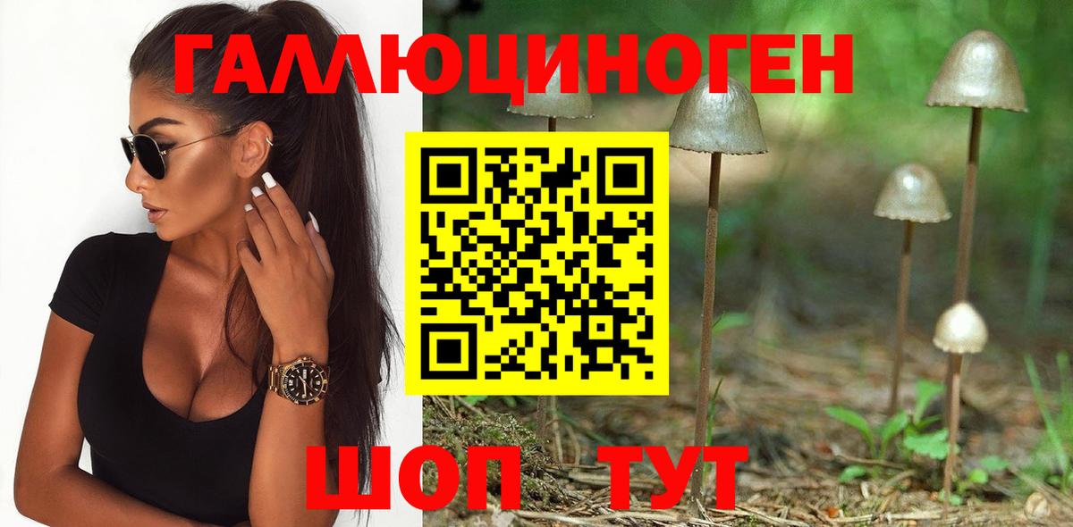 Псилоцибиновые грибы Psilocybine cubensis Краснодар
